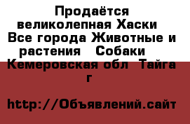 Продаётся великолепная Хаски - Все города Животные и растения » Собаки   . Кемеровская обл.,Тайга г.